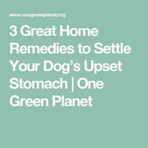 3 Great Home Remedies To Settle Your Dogs Upset Stomach Upset