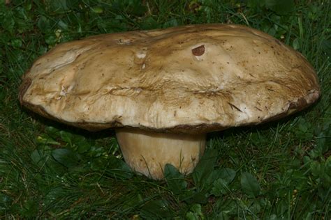 Boletus Edulis King Bolete The Bolete Filter