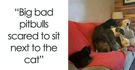 30 Adorable And Funny Posts From The Cats On Catnip Facebook Account