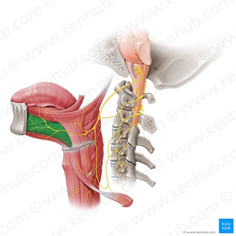 Tongue Anatomy Muscles Neurovasculature And Histology Kenhub