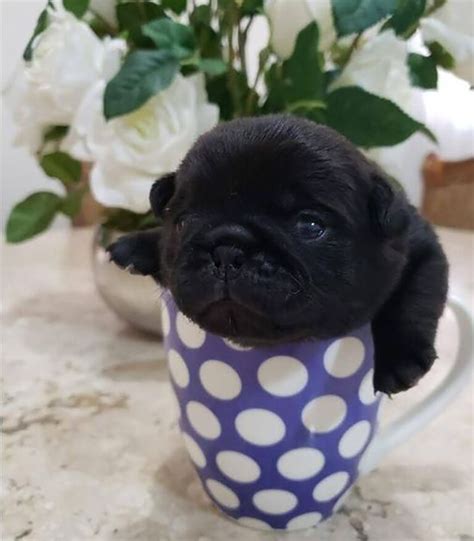 Teacup Pug Is This The Right Pug For You