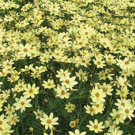 Common names include calliopsis and tickseed, a name shared with various other plants. Coreopsis (Threadleaf) - verticillata 'Moonbeam' - DeGroot