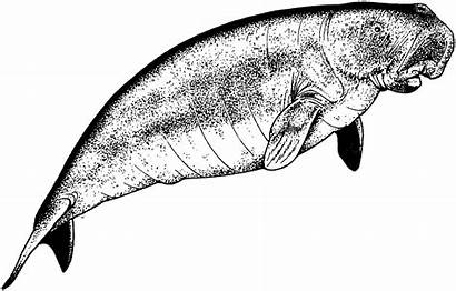 Manatee Clip Clipart Coloring Pages Manatees Sea