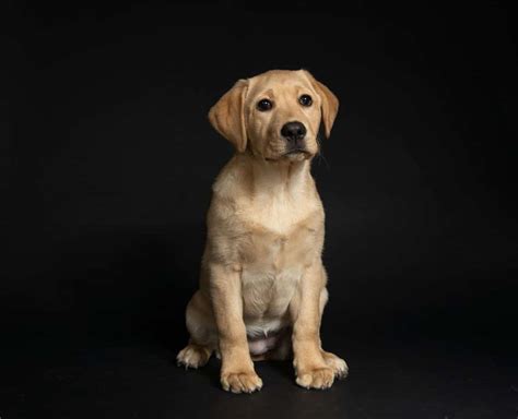 The Mini Labrador What You Should Know About Smaller Than Average