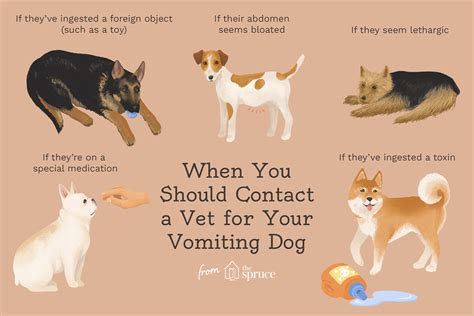 29 Tiny Diarrhea And Vomiting Puppy Image Ukbleumoonproductions