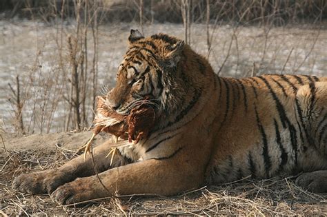 Tiger Eating Chicken Steamshuttle Flickr