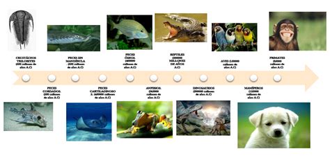 Animales Vertebrados Linea De Tiempo Evolución Animales Vertebrados