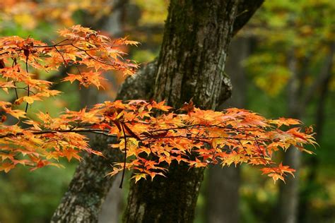 10 Best Places To See Autumn Leaves In Tohoku Kyuhoshi