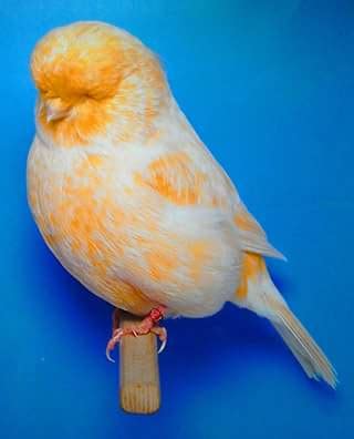 Breeders who keep type canaries are interested in form, shape and size, rather than colour. Greek Yorkshire Canaries: Chris Goodal, the master of ...