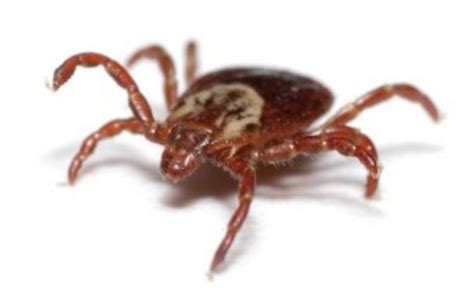 Fears Of Tick Borne Powassan Virus Increasing Experts Warn Nexus