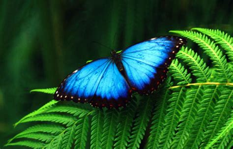 Cuánto Mide La Mariposa Morfo Azul Sooluciona