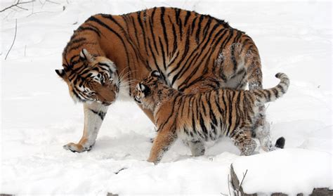 Siberian Tigers Have Personalities Are Unique Individuals Study