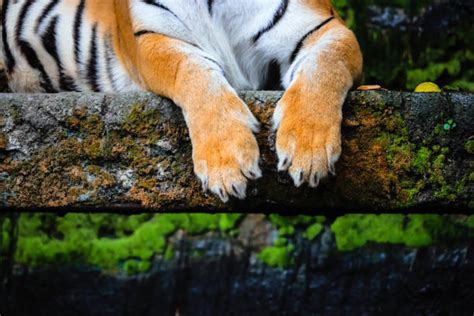 Tiger Paw Images Stock Photos Pictures And Royalty Free Images Istock
