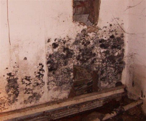 Serving brooklyn, new york city, bronx & nearby. Mold Pro, Inc. - Toxic Mold Inspections and Testing on ...