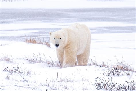 Experience The Best Of Northern Canada From Aurora To Polar Bears