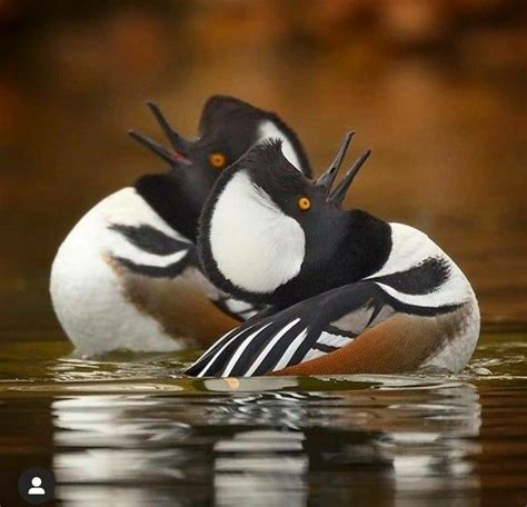 Pin On Ducks