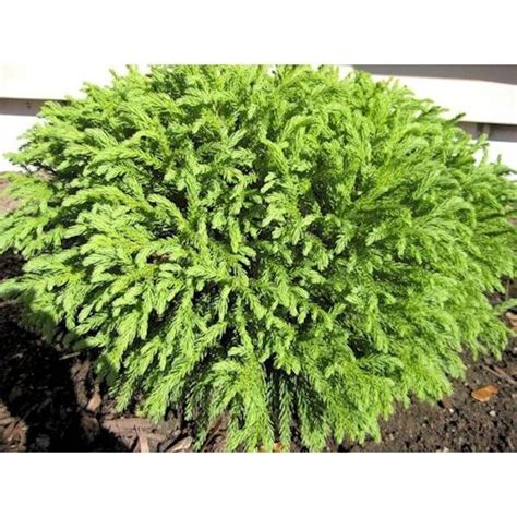 Image Result For Cryptomeria Globosa Nana Dwarf Evergreen Shrubs