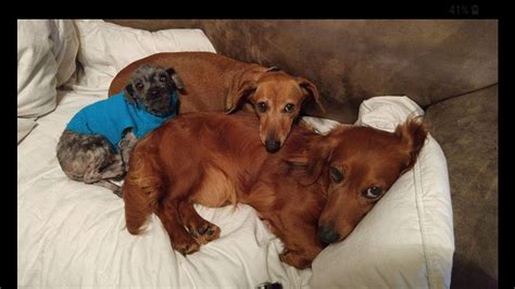 All of our dogs are akc registered. Dachshund Puppies For Sale | Peerless Place, El Paso, TX ...