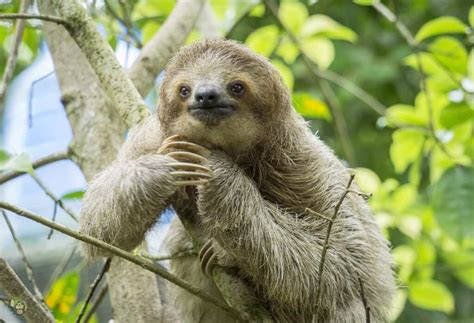 Buttercup The Sloth Has Passed Away At 27 Mudfooted
