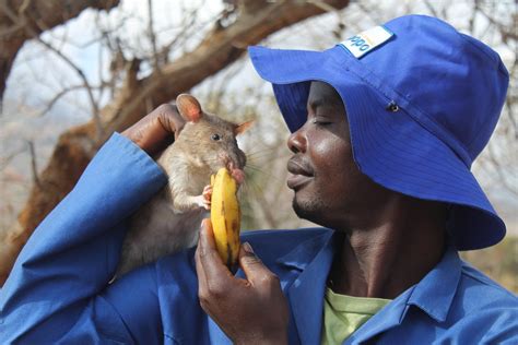 Guard, edge of detector, and back to the guard. How African HeroRats are Saving Lives - BORGEN