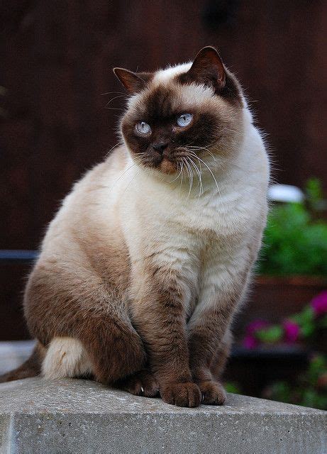 himalayan cat info temperament grooming life expectancy kittens pictures