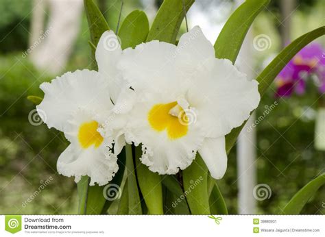 White Cattleya Orchid Stock Image Image Of Floral Color 39883931
