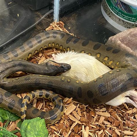 Green Anaconda Eating