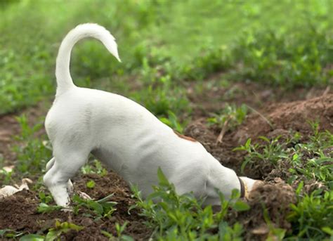 Why Do Dogs Bury Bones Petmd