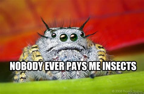 Nobody Ever Pays Me Insects Sadspider Quickmeme