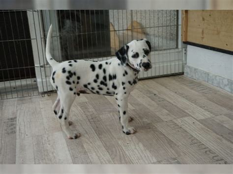 Coco sucht ein zuhause bei unternehmungslustigen menschen, die bereits hundeerfahrung mitbringen, um sie sicher durch den alltag zu führen. Dalmatiner Welpe Rüde (11 Woche) aus VDH Zuchtstätte sucht ...