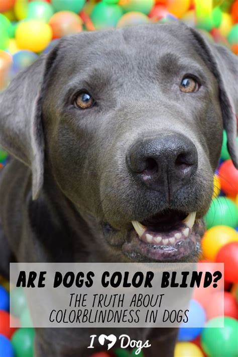 Are Dogs Color Blind The Truth About Color Blindness In Dogs Dogs