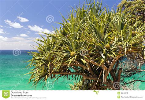 Pandanus Palm Tree Stock Image Image Of Pandanus Beach 36109515
