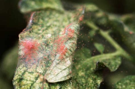 Spider Mites On Pepper Plants Heres What To Do