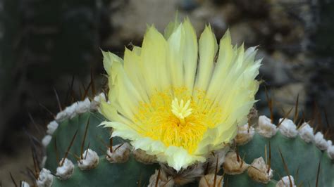 Cactus Flower Fairy Free Photo On Pixabay Pixabay