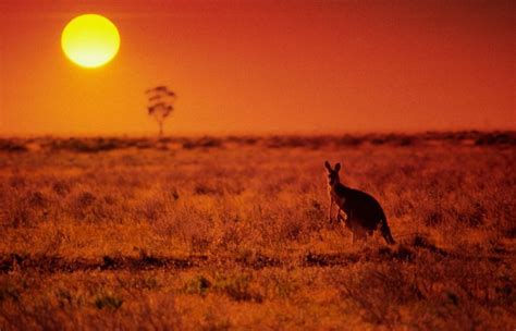 A Kangaroo In The Outback Australian Coasts Australian Wildlife