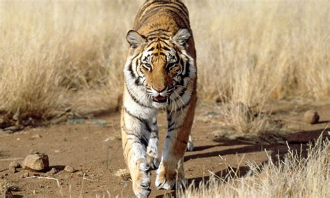 India Reports Nearly 30 Rise In Wild Tiger Population