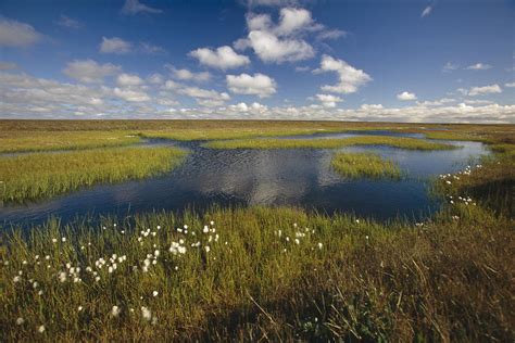 Arctic Tundra And Cotton Grass Summer Photograph By Chris Arend Fine