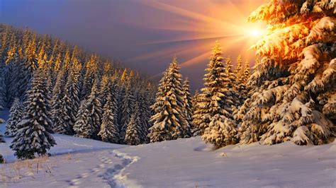 Wallpaper Sunlight Forest Sunset Nature Snow Winter