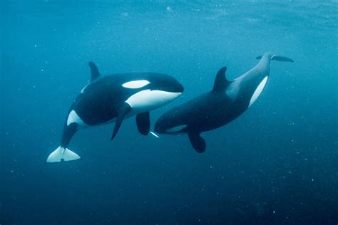 Mother And Baby Calf Killer Whale Teaching Hunt George Karbus Photography
