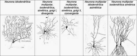 El Universo De La Neurociencia Clasificación De Las Neuronas De