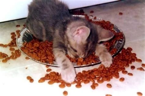 Cat In Food Bowl Kittens Cutest Cute Animals Kittens