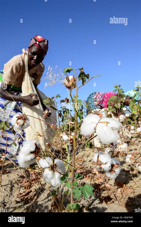 Burkina Faso Village Goumsin Near Sapone Organic And Fair Trade