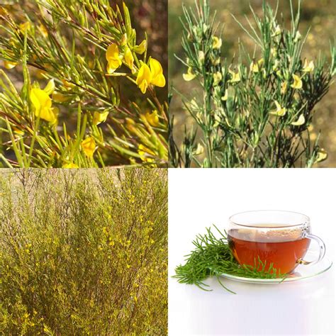 Search for flowers for sale with addresses, phone numbers, reviews, ratings and photos on south africa business directory. Aspalathus linearis - Rooibos Tea Shrub - Indigenous South ...