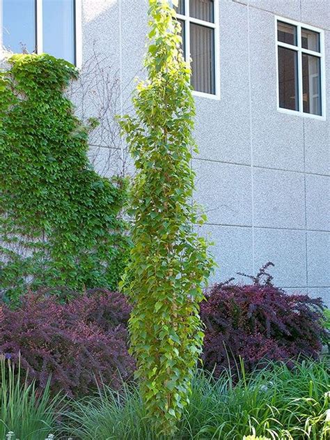 Tall Narrow Trees For Small Gardens Image To U