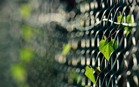 Wallpaper Sunlight Leaves Nature Branch Green Fence Bokeh