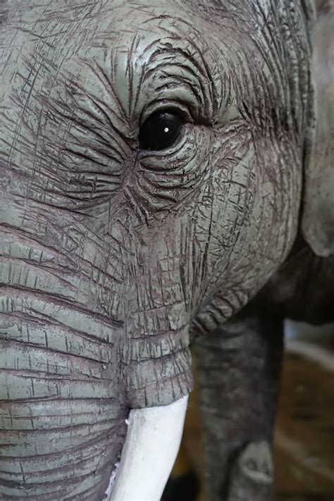 Elephant Eye Head Face Wrinkled Wildlife Animal Skin Tusk