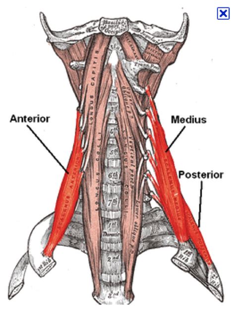 Anatomical name for floating ribs, anatomical term ribs, anatomical word for ribs, anatomy ribs quiz, ribs anatomical position, human anatomy anatomy of shoulder 12 photos of the anatomy of shoulder anatomy of nerves in shoulder, anatomy of posterior shoulder dislocation, anatomy. Rib Anatomy at University of Medicine and Dentistry of New ...