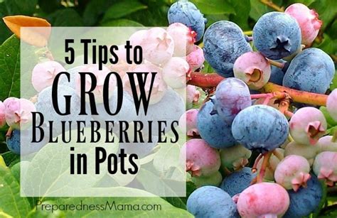 5 Tips To Grow Blueberries In Pots