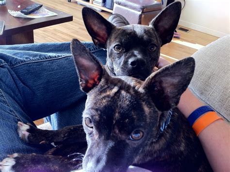 Finding the right french bulldog puppy can be dog gone hard work. French Bulldog Chihuahua Mix - AllMutt.com