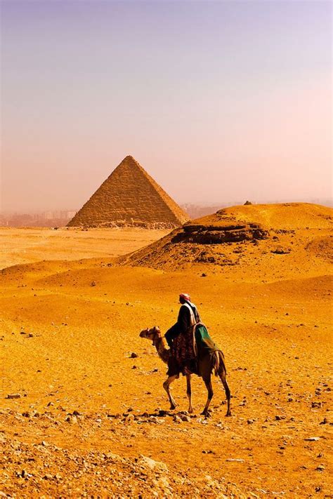 The emblem of egypt, no trip to the country would be complete without a ride on the back of a camel. Camels at the Great Pyramids of Giza, outside Cairo, Egypt ...